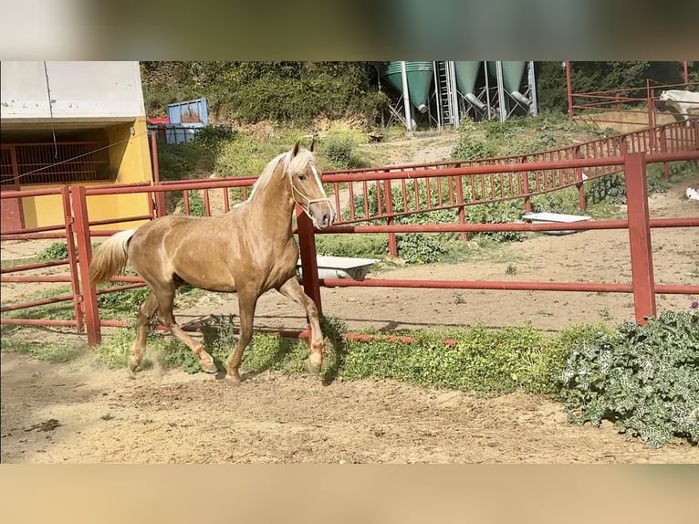 PRE Mix Stallion 3 years 15.3 hh Palomino in Galaroza (Huelva)