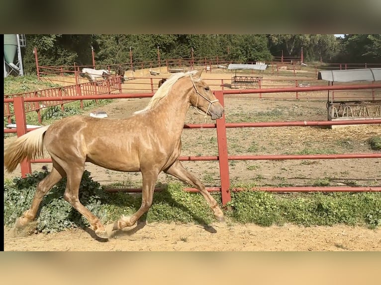 PRE Mix Stallion 3 years 15.3 hh Palomino in Galaroza (Huelva)