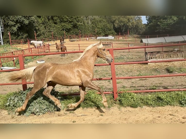 PRE Mix Stallion 3 years 15.3 hh Palomino in Galaroza (Huelva)