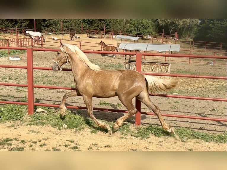 PRE Mix Stallion 3 years 15.3 hh Palomino in Galaroza (Huelva)