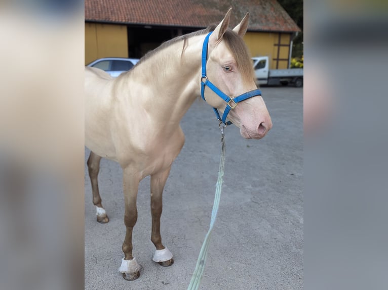 PRE Stallion 3 years 15,3 hh Pearl in Twistringen