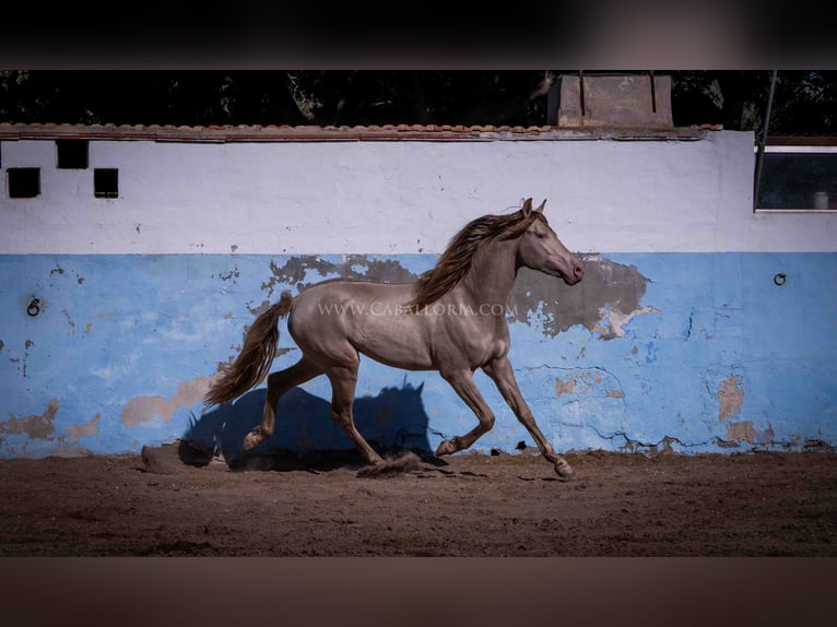 PRE Mix Stallion 3 years 15,3 hh Perlino in Rafelguaraf
