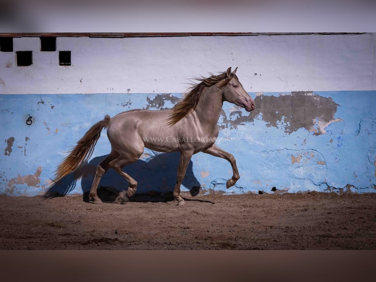 PRE Mix Stallion 3 years 15,3 hh Perlino in Rafelguaraf