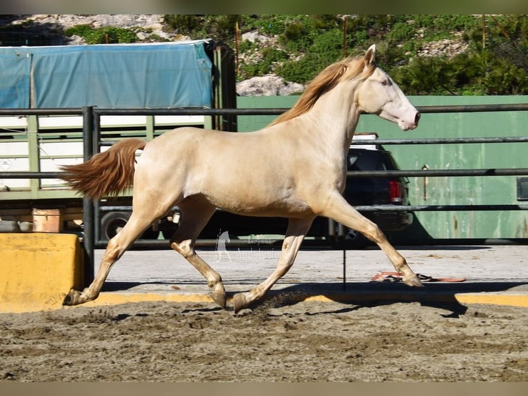 PRE Stallion 3 years 15.3 hh Perlino in Povinz Malaga