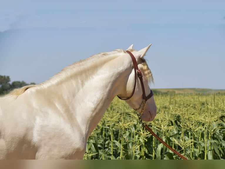 PRE Mix Stallion 3 years 15.3 hh Perlino in Galaroza (Huelva)