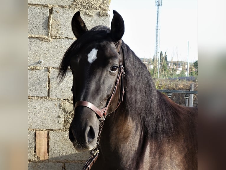 PRE Mix Stallion 3 years 15,3 hh Smoky-Black in Bobadilla-Estación, Malaga