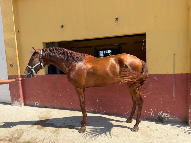 PRE Stallion 3 years 15.3 hh Sorrel in Terrassa