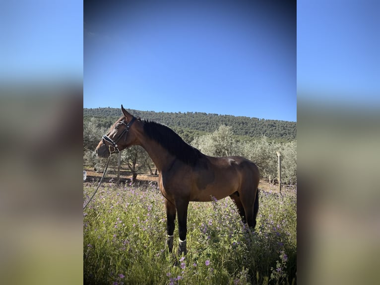 PRE Stallion 3 years 15 hh Bay-Dark in Humilladero