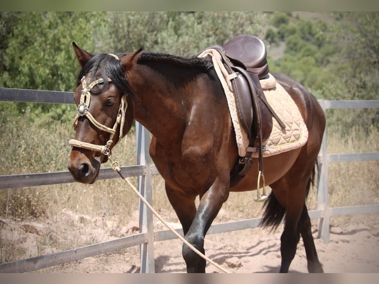 PRE Mix Stallion 3 years 15 hh Bay-Dark in Valencia