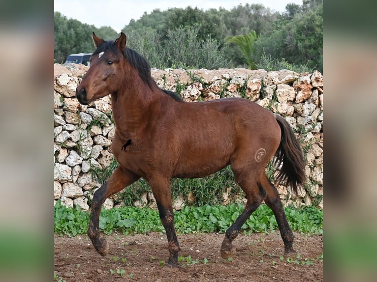 PRE Stallion 3 years 15 hh Brown in Menorca