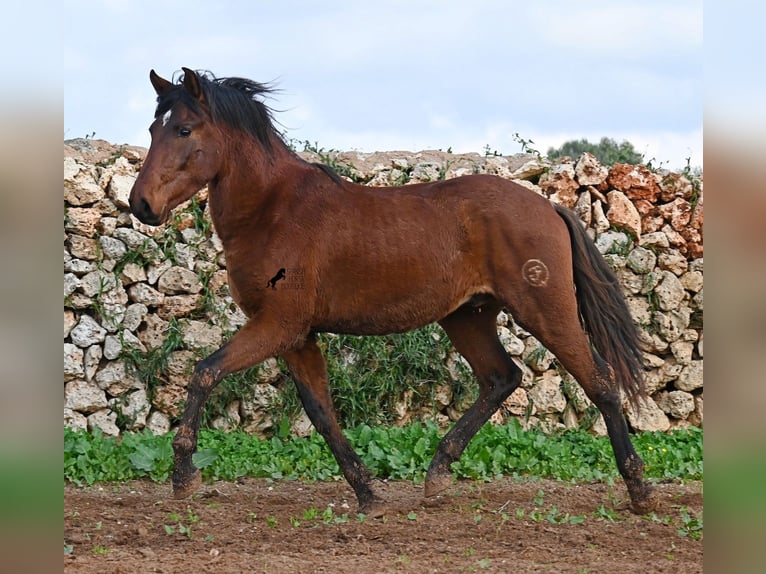 PRE Stallion 3 years 15 hh Brown in Menorca