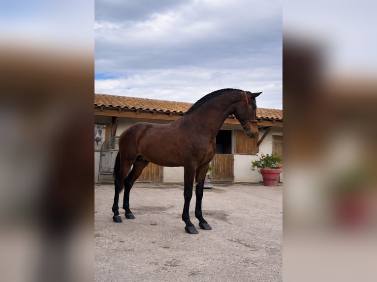 PRE Stallion 3 years 15 hh Brown in Cornillon-Confoux