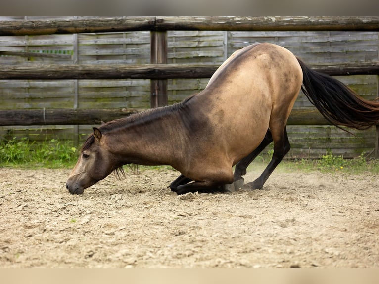 PRE Stallion 3 years 15 hh Dun in Kampenhout