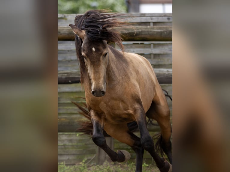 PRE Stallion 3 years 15 hh Dun in Kampenhout