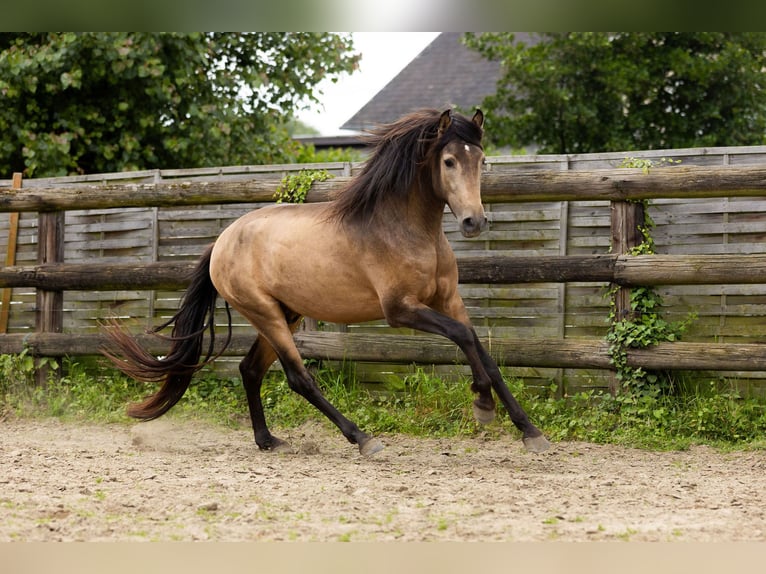 PRE Stallion 3 years 15 hh Dun in Kampenhout