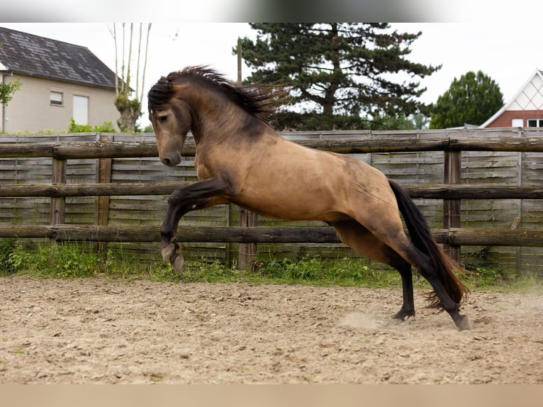 PRE Stallion 3 years 15 hh Dun in Kampenhout