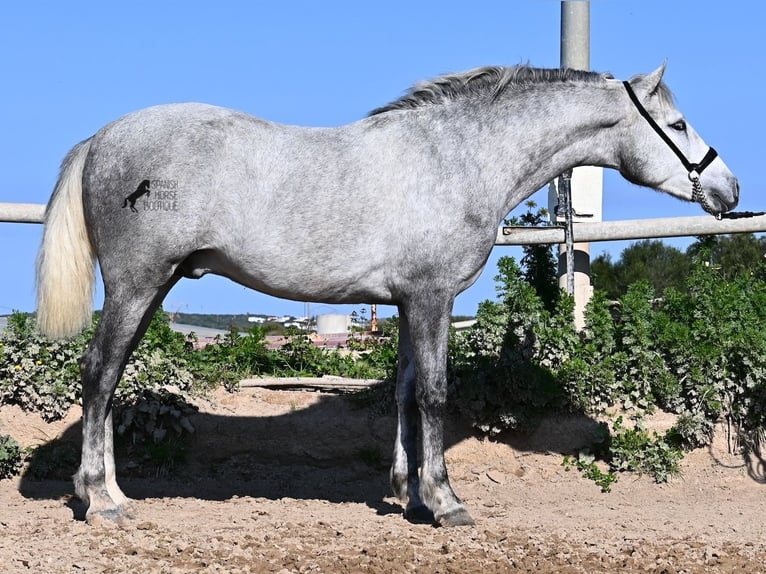 PRE Stallion 3 years 15 hh Grey in Menorca