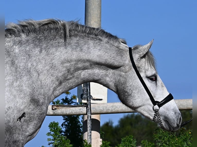 PRE Stallion 3 years 15 hh Grey in Menorca