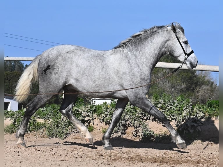 PRE Stallion 3 years 15 hh Grey in Menorca