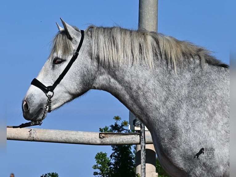 PRE Stallion 3 years 15 hh Grey in Menorca