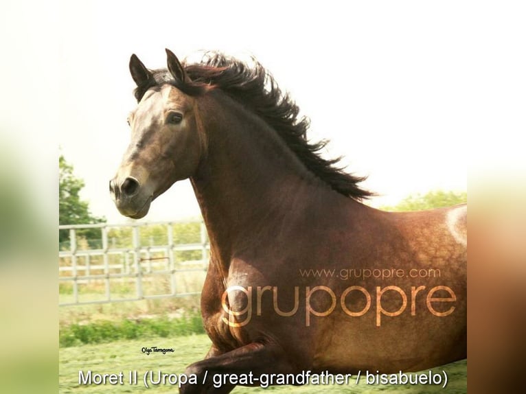 PRE Stallion 3 years 15 hh Pearl in Provinz Malaga