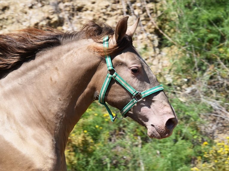 PRE Stallion 3 years 15 hh Pearl in Provinz Malaga