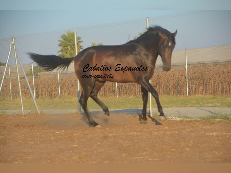 PRE Mix Stallion 3 years 15,1 hh Bay-Dark in Vejer de la Frontera PRE Mix Stallion 3 years 15,1 hh Bay-Dark in Vejer de la Frontera