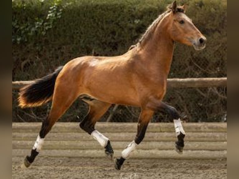 PRE Mix Stallion 3 years 15,1 hh Bay in Sevilla