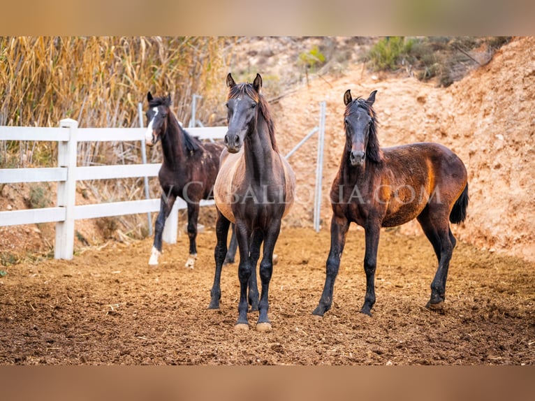 PRE Stallion 3 years 15,1 hh Black in Valencia