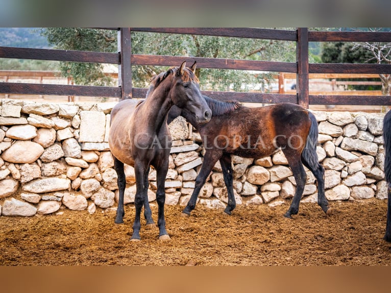 PRE Stallion 3 years 15,1 hh Black in Valencia