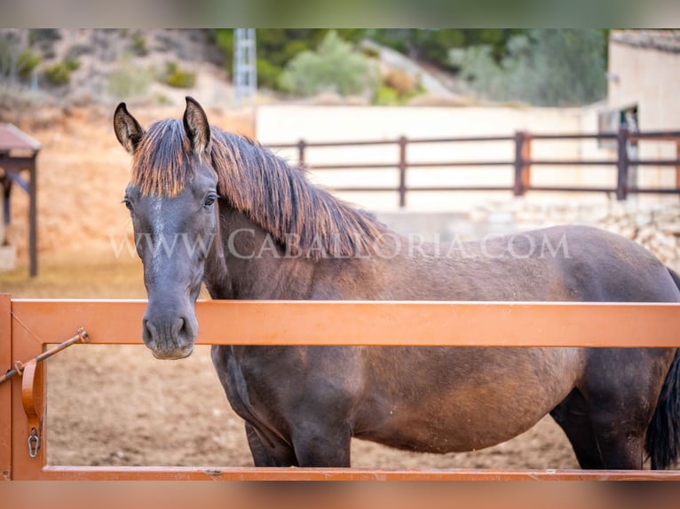 PRE Stallion 3 years 15,1 hh Black in Valencia