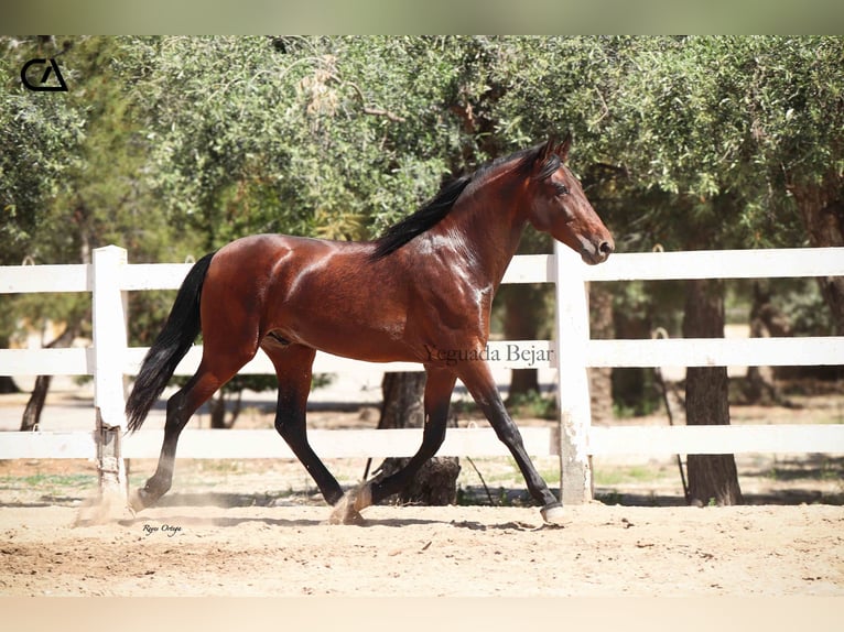 PRE Mix Stallion 3 years 15,1 hh Brown in Puerto Lumbreras