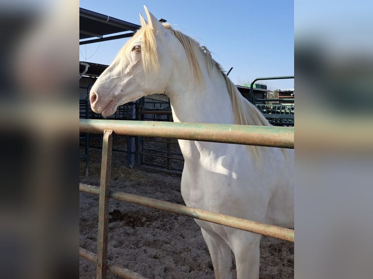 PRE Stallion 3 years 15,1 hh Brown in Almonte
