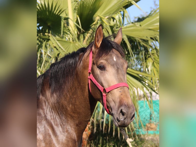 PRE Stallion 3 years 15,1 hh Buckskin in Vejer de la Frontera