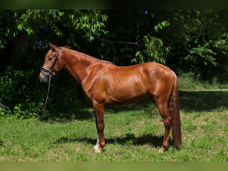 PRE Mix Stallion 3 years 15,1 hh Chestnut in Prague