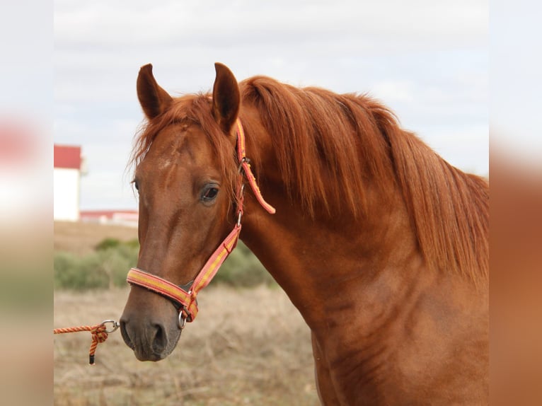 PRE Stallion 3 years 15,1 hh Chestnut-Red in Vejer de la Frontera