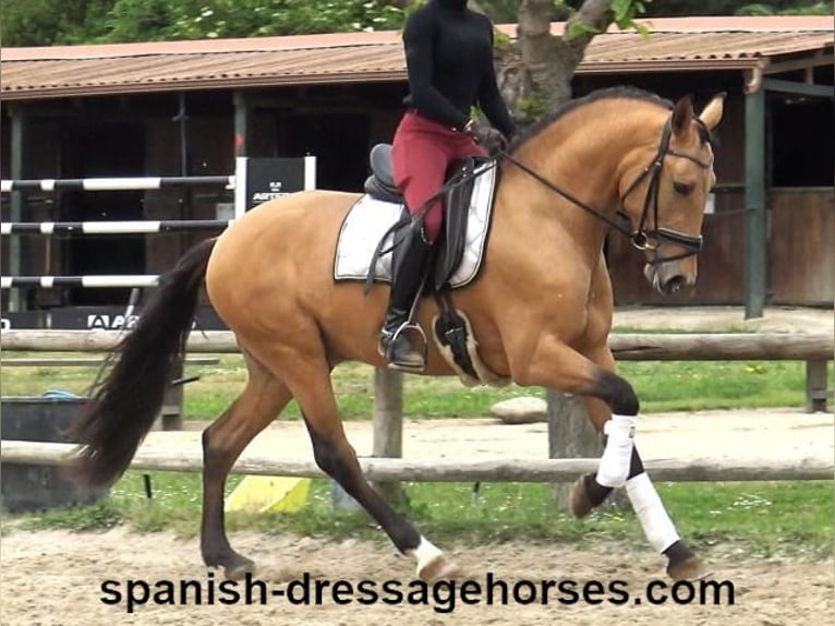 PRE Mix Stallion 3 years 15,1 hh Dun in Barcelona