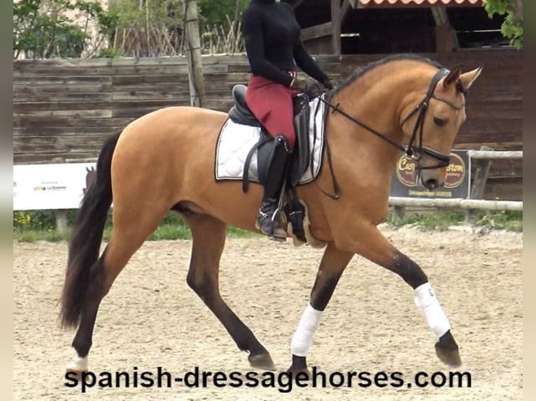 PRE Mix Stallion 3 years 15,1 hh Dun in Barcelona