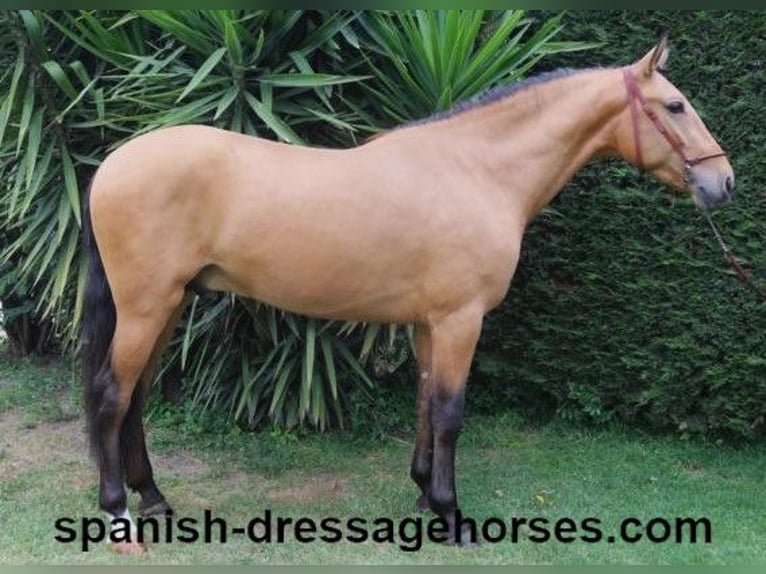 PRE Mix Stallion 3 years 15,1 hh Dun in Barcelona