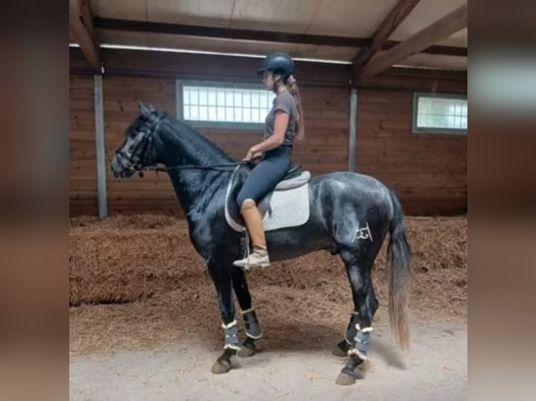 PRE Mix Stallion 3 years 15,1 hh Gray in Barcelona