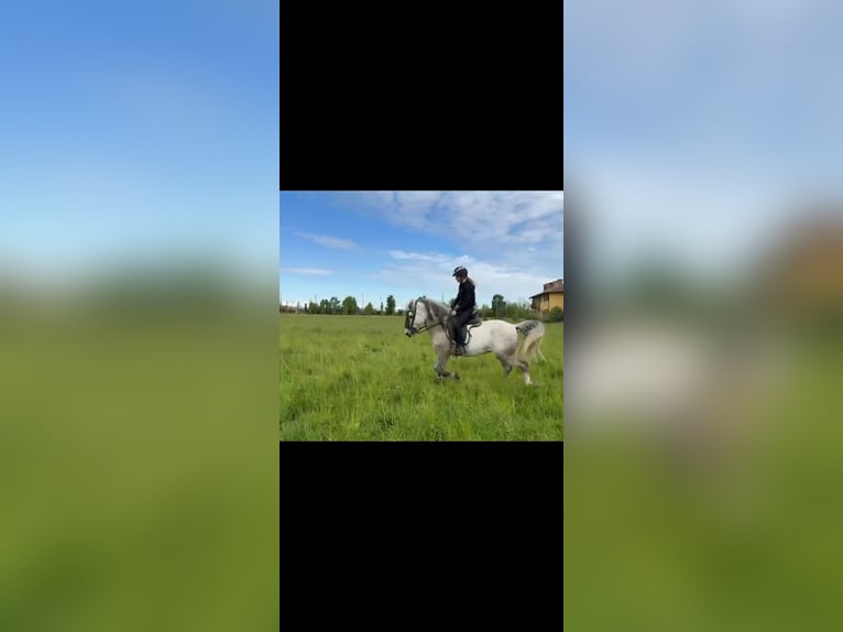 PRE Mix Stallion 3 years 15,1 hh Gray in Milano