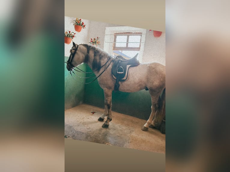 PRE Mix Stallion 3 years 15,1 hh Gray in Milano