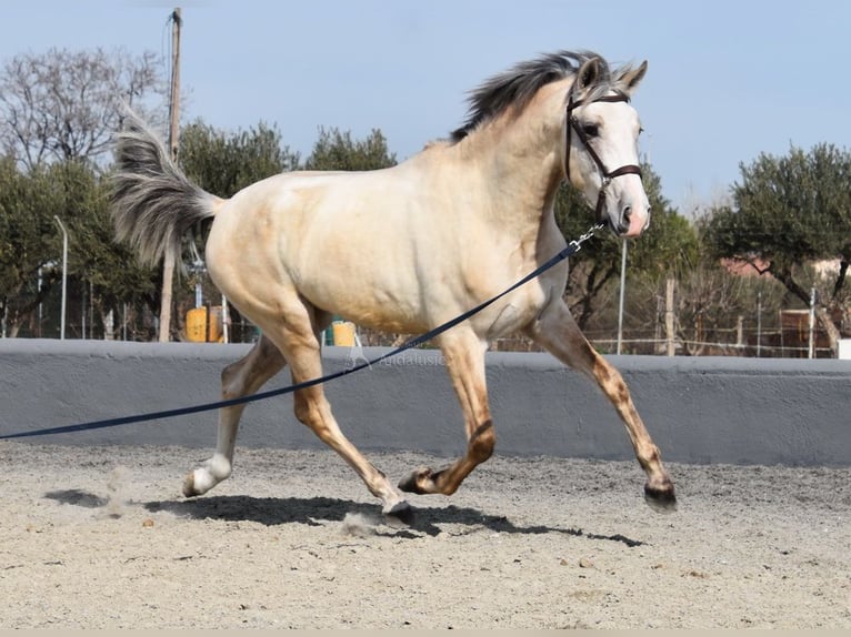 PRE Stallion 3 years 15,1 hh Grey in Provinz Granada