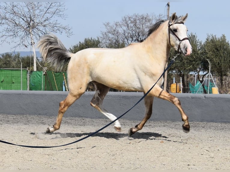 PRE Stallion 3 years 15,1 hh Grey in Provinz Granada