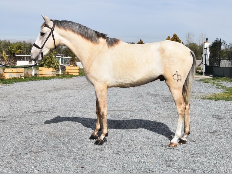 PRE Stallion 3 years 15,1 hh Grey in Provinz Granada