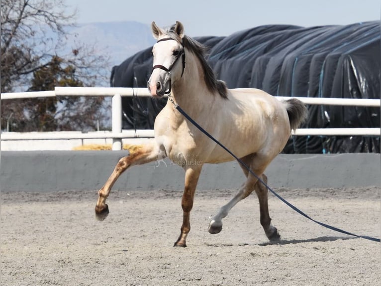 PRE Stallion 3 years 15,1 hh Grey in Provinz Granada
