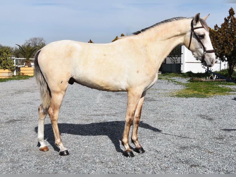 PRE Stallion 3 years 15,1 hh Grey in Provinz Granada