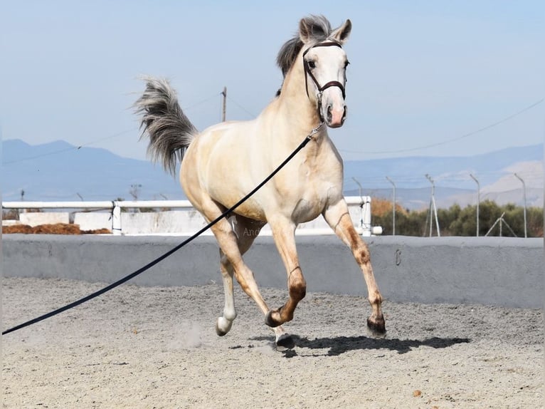 PRE Stallion 3 years 15,1 hh Grey in Provinz Granada