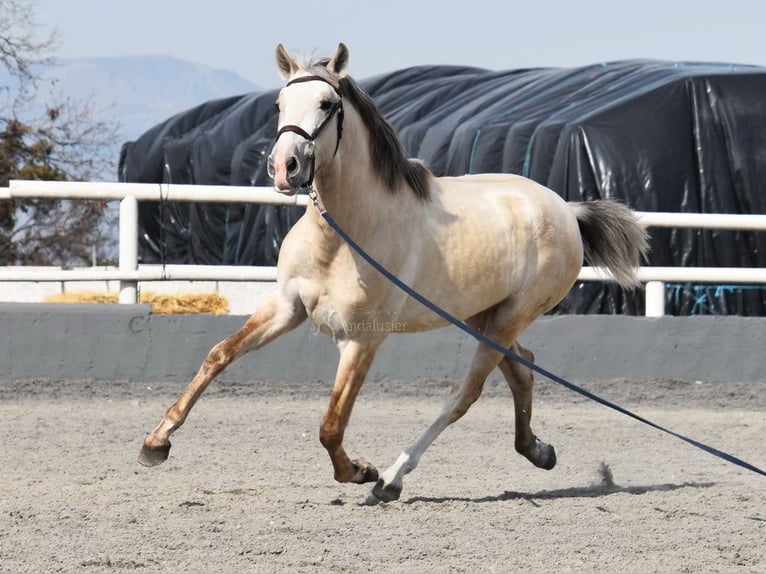 PRE Stallion 3 years 15,1 hh Grey in Provinz Granada