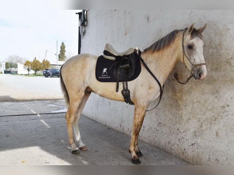 PRE Stallion 3 years 15,1 hh Grey in Provinz Granada